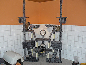 Katzenzimmerfoto